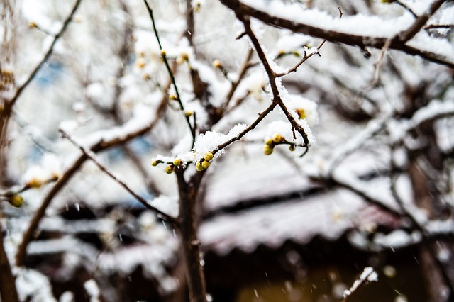 球競技水準